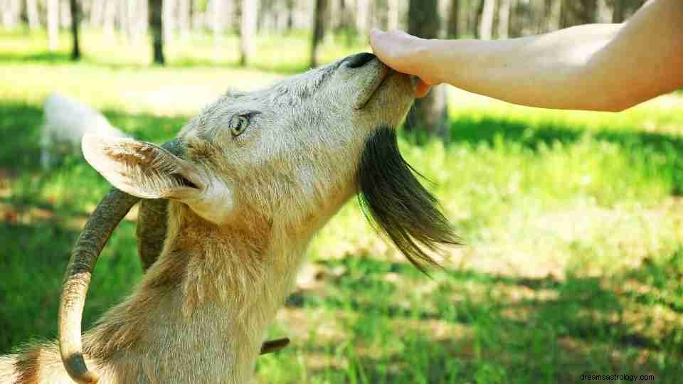 Apakah Anda Melihat Kambing dalam Mimpi? Cari Tahu Apa Artinya! 