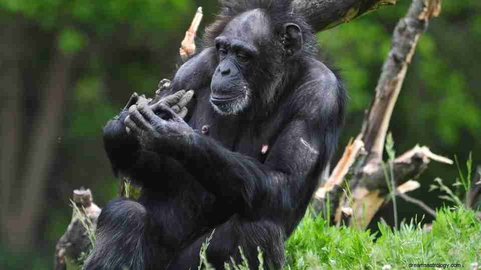 48 různých snů o gorilách a jejich podrobné interpretace 