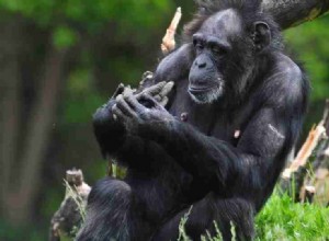 48 rêves différents sur les gorilles et leurs interprétations détaillées 