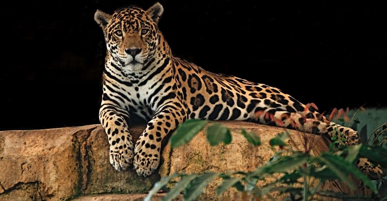 Jaguár ve snu – konečný průvodce 