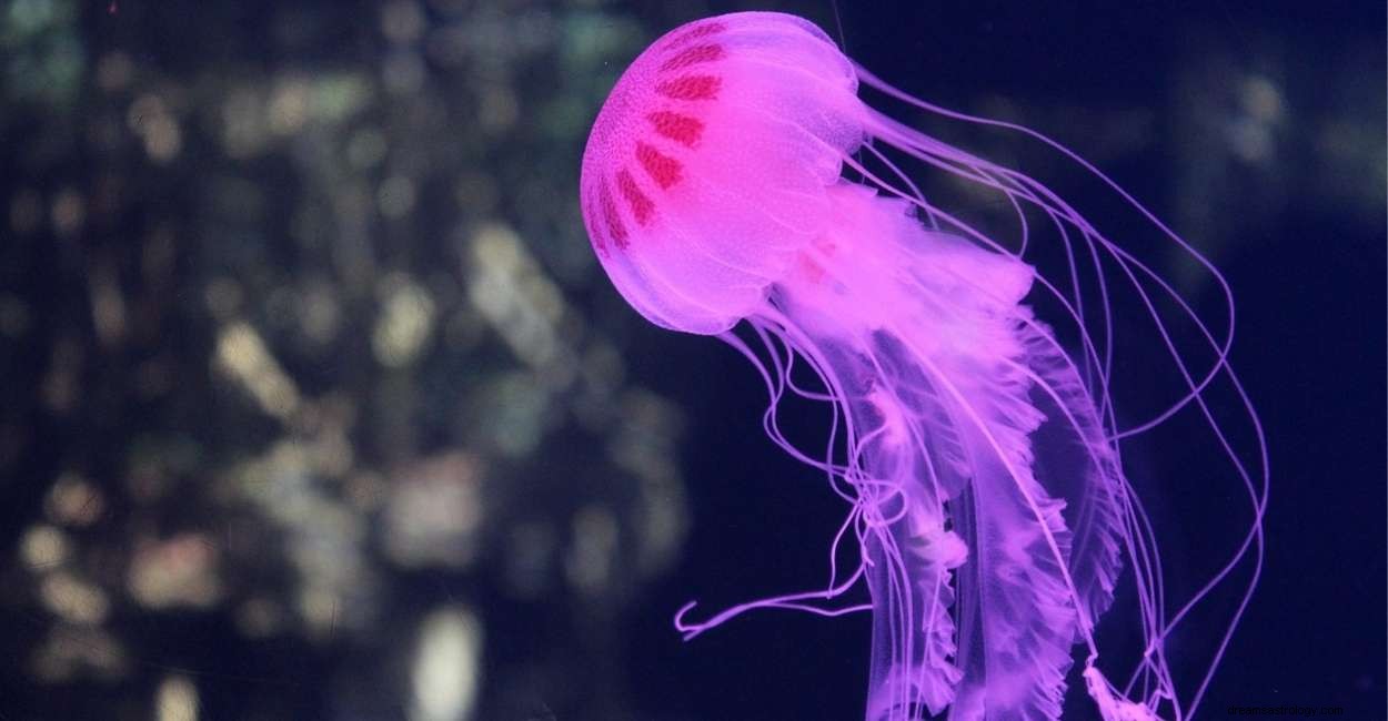 Sogno di meduse:35 scenari e le sue interpretazioni 