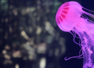 Sueño de medusas:35 escenarios y sus interpretaciones 