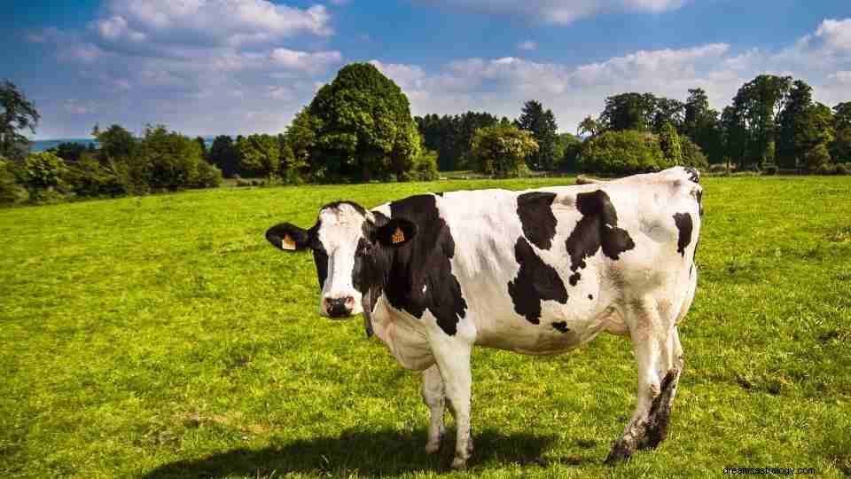 Vaca en Sueño:49 Maneras de Interpretarlo 