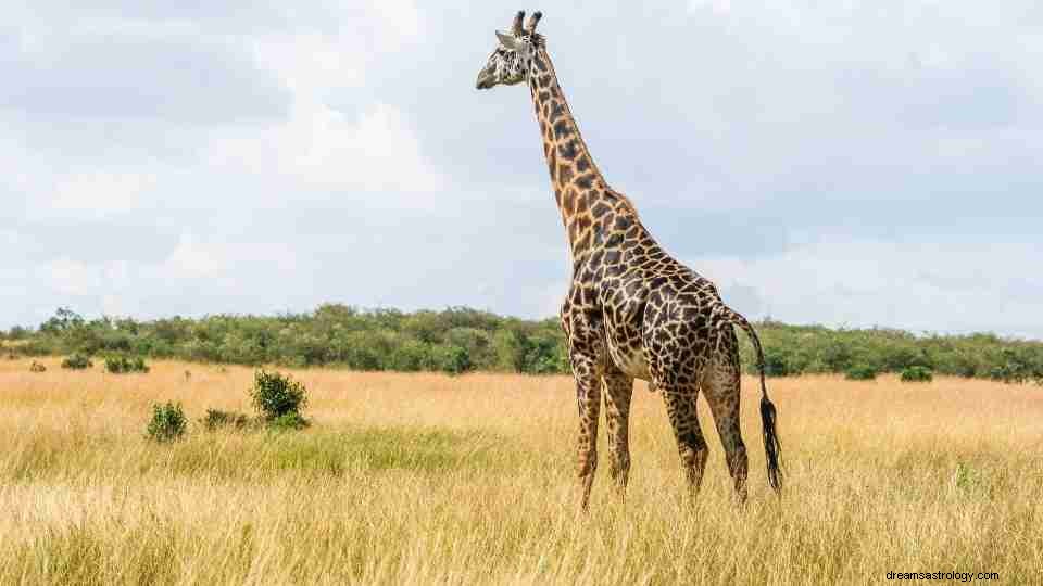 Rêve d une girafe - 67 intrigues à décoder 