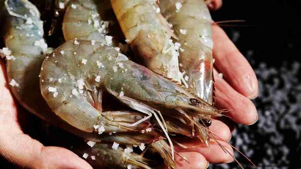 Dream of Shrimp – Όλα όσα πρέπει να ξέρετε για 