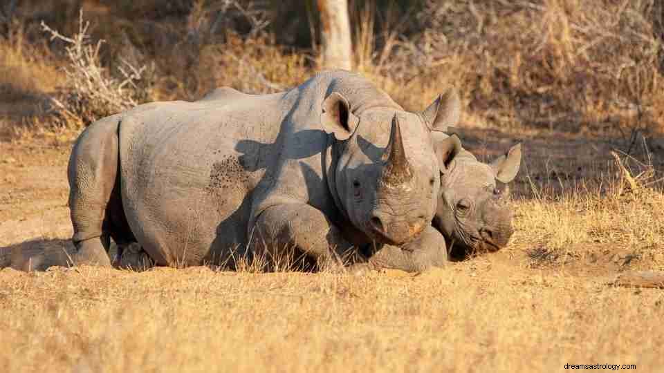 Rhino Dream Betekenis - de ultieme gids 