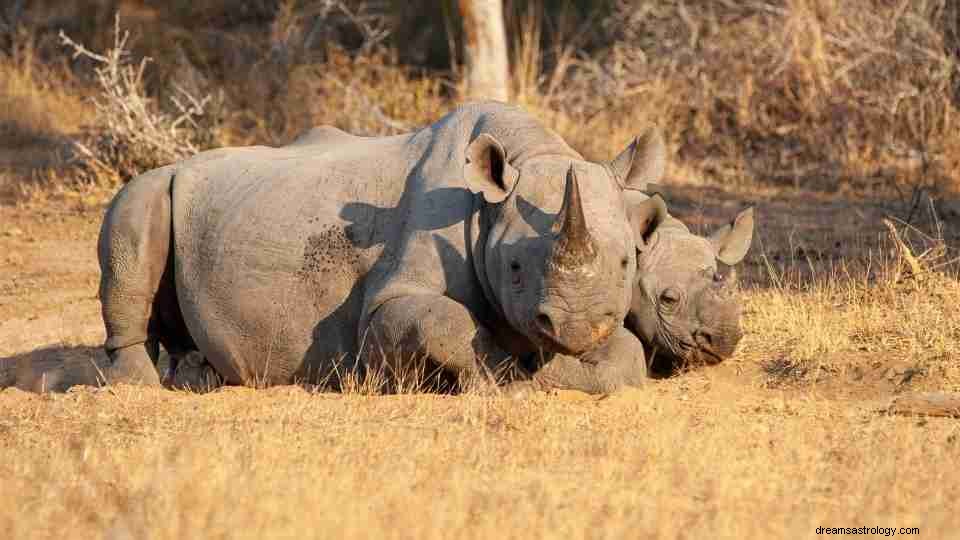 Rhino Dream Meaning – ο απόλυτος οδηγός 