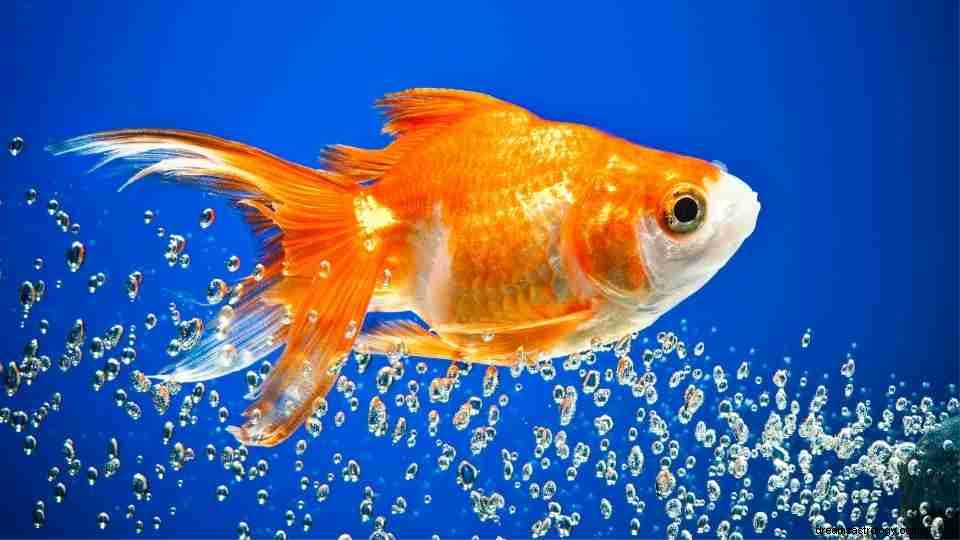 Sonho de peixinho dourado – 50 parcelas com significados 