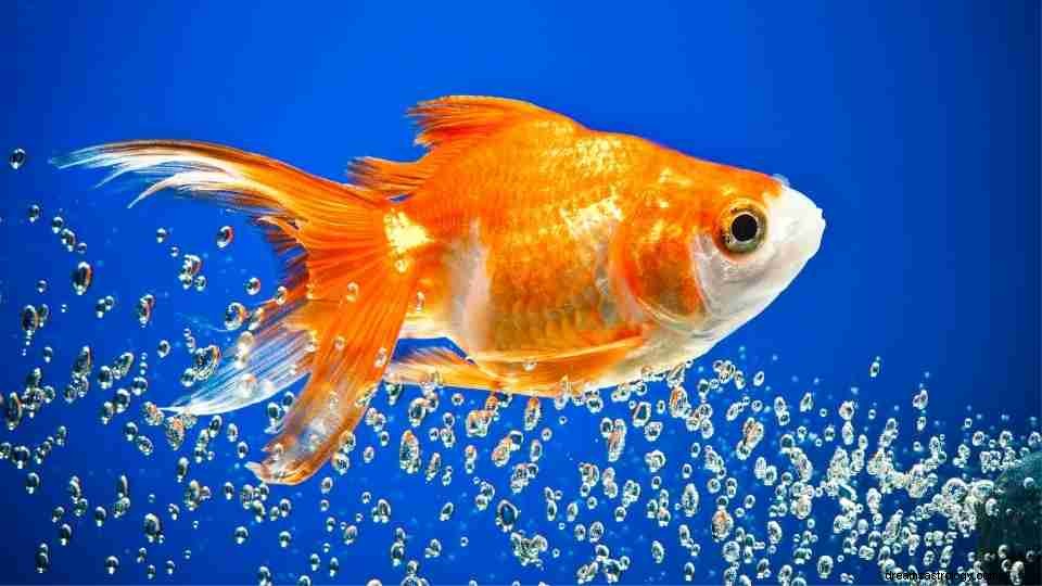 Dream of Goldfish – 50 Οικόπεδα με Νόημα 