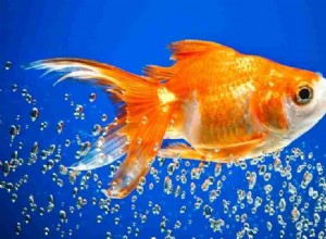Sen o zlaté rybce – 50 zápletek s významy 