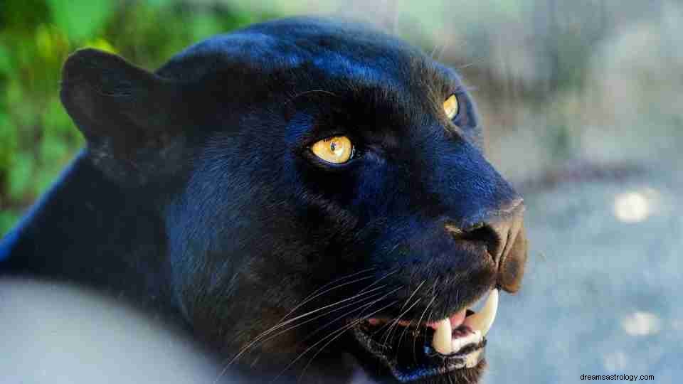 Black Panther in un sogno? – Scopri le sue sfaccettature 