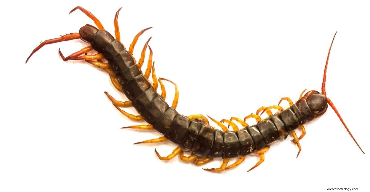 Dream of Centipede – 44 Szenarien und ihre Beschreibungen 