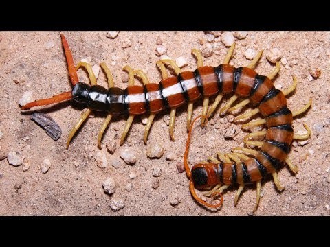 Dream of Centipede – 44 scenarier och deras beskrivningar 
