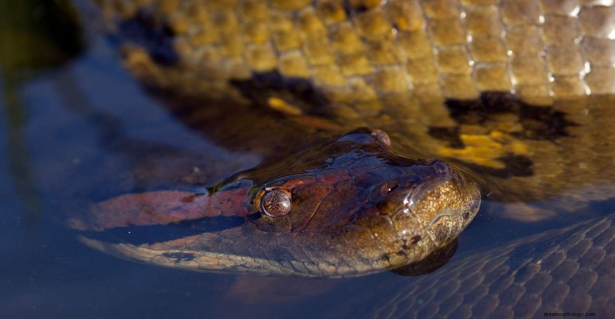 Droom van Anaconda - Wat betekent het voor jou? 