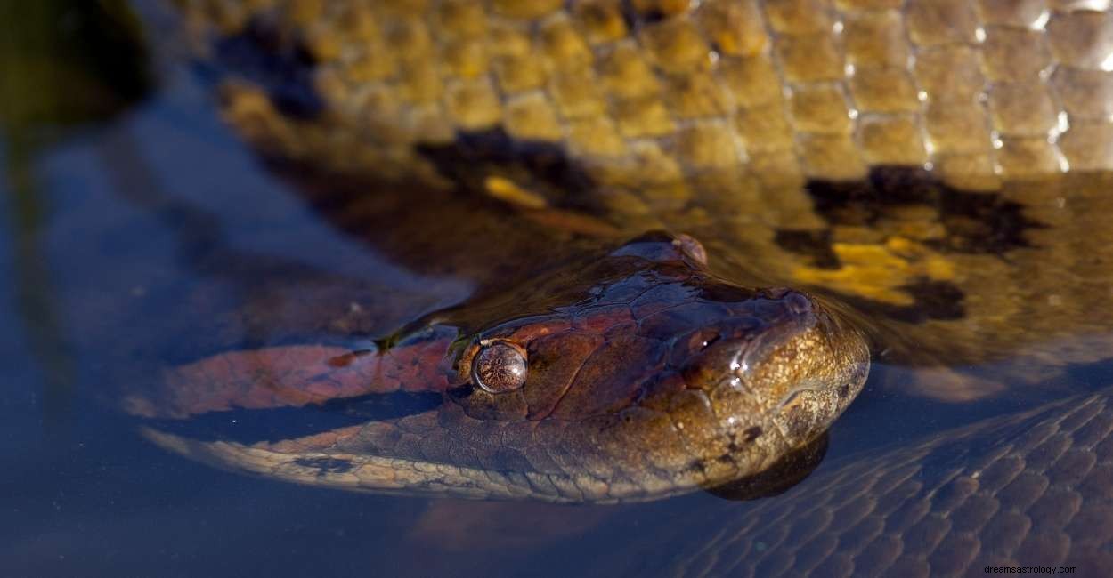 Drömmen om Anaconda – vad betyder det för dig? 