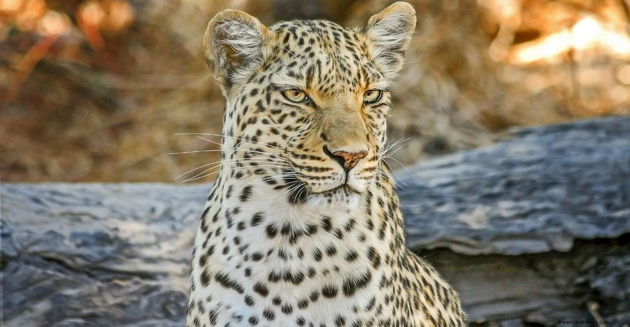 Bist du im Traum von einem Leoparden aufgewacht? Finden Sie heraus, was es bedeutet! 