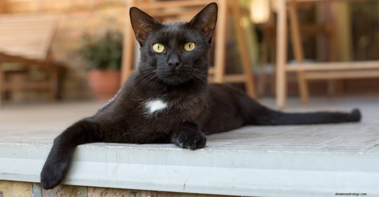 Heb je vannacht een zwarte kat in droom gezien? Dit is wat het betekent 