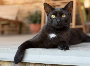 ¿Viste un gato negro en el sueño anoche? Esto es lo que significa 