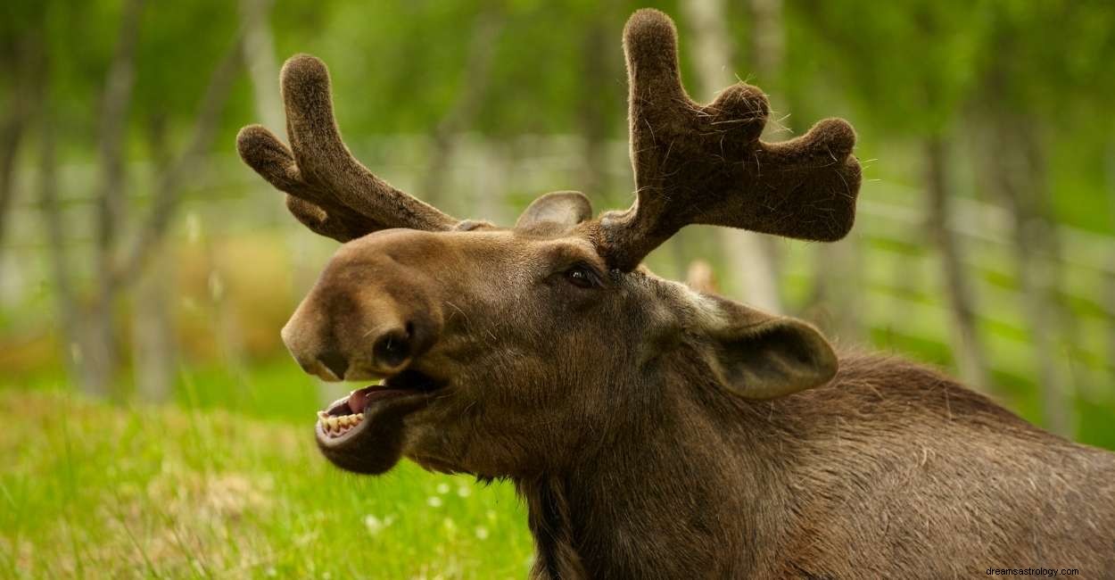 Dröm om en älg - vad betyder det för dig? 