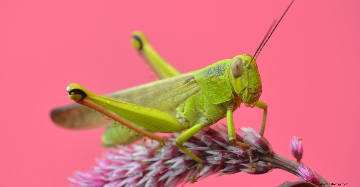 Drømmer om gresshopper – Dechiffrerer 53 tomter for å hjelpe deg 
