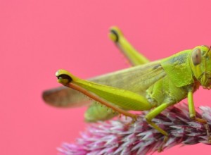 Dreaming of Grasshoppers – Dešifrování 53 zápletek, které vám pomohou 