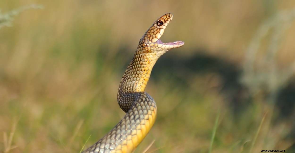 Vous êtes-vous réveillé avec un rêve d attaque de serpent ? Voici ce que cela signifie vraiment ! 