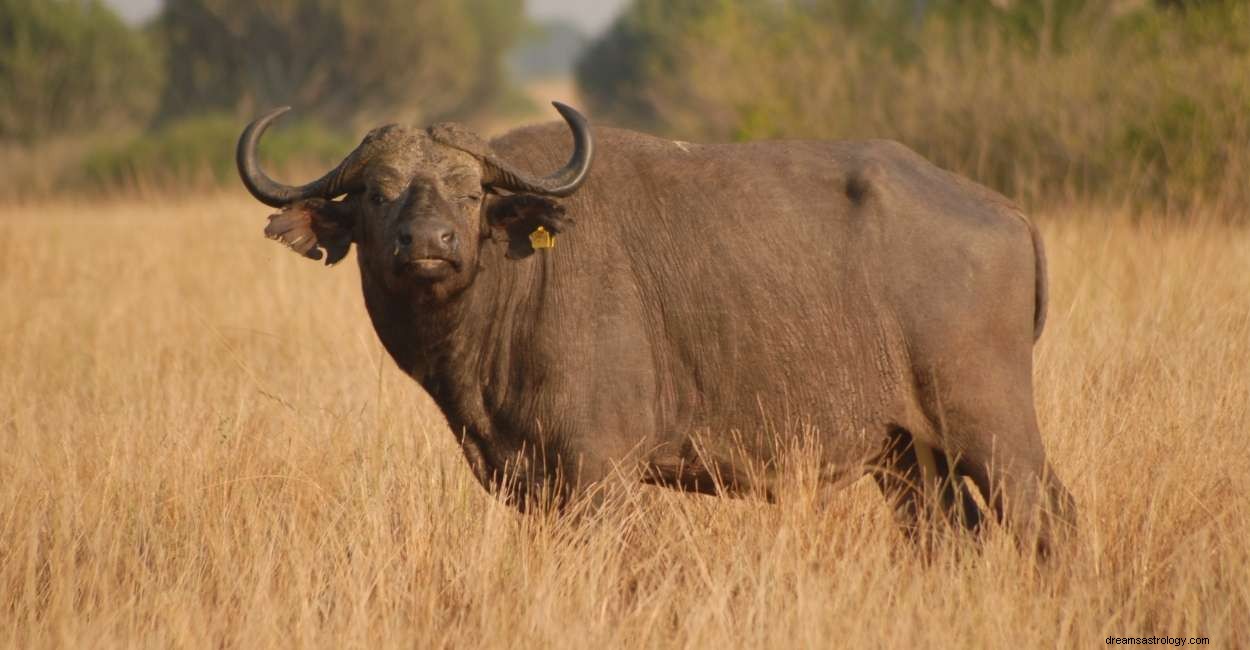 Significado de soñar con búfalo:87 tramas e interpretaciones 