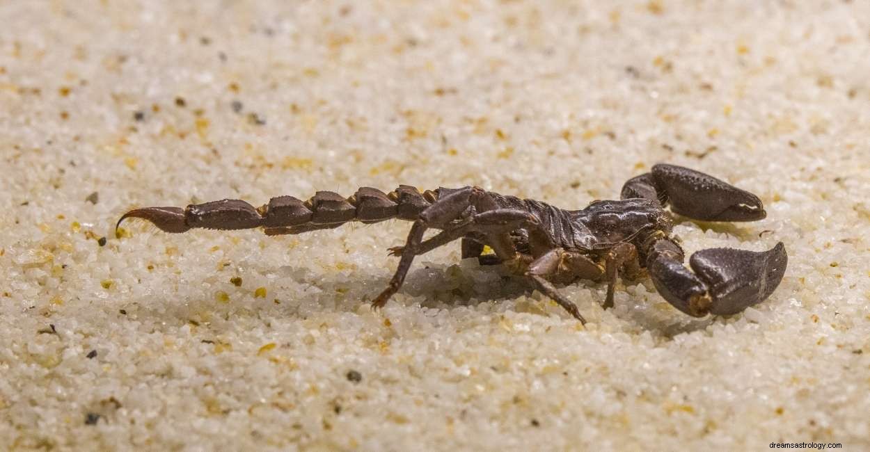 Rêver d un scorpion - 75 types et leurs interprétations 
