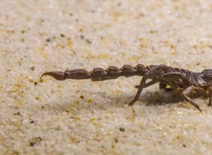 Drømmer om en skorpion – 75 typer og deres fortolkninger 