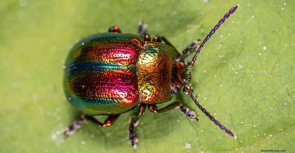 Sueña con escarabajos:descubre estas 51 tramas y significados 