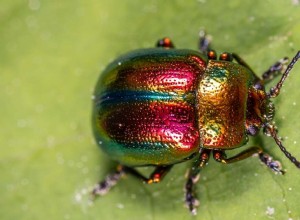 Sueña con escarabajos:descubre estas 51 tramas y significados 