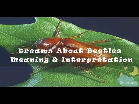 Dröm om skalbaggar – reda ut de här 51 handlingarna och betydelserna 