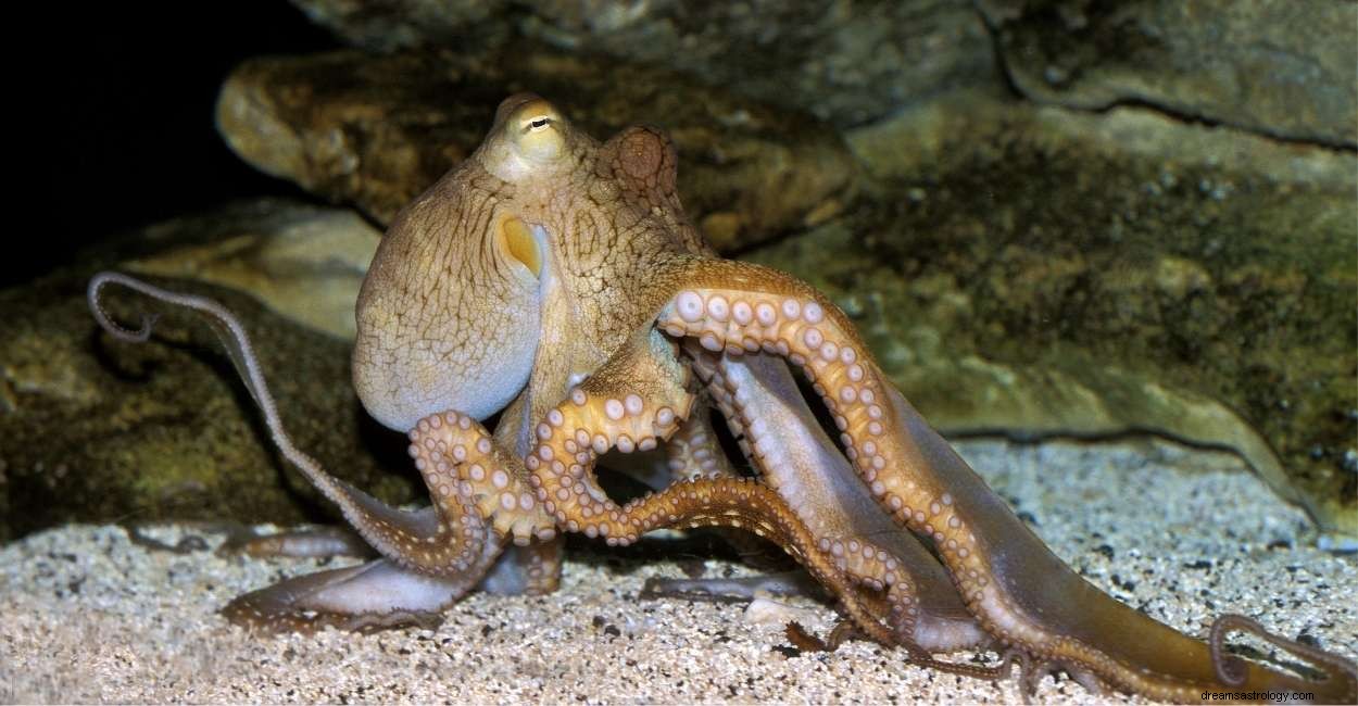 Význam snu chobotnice – Prozkoumejte 60 scénářů 
