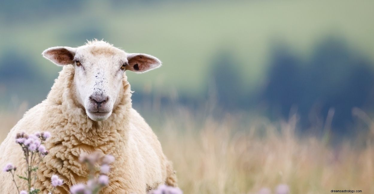 Droom over schapen - 60 soorten en betekenissen 
