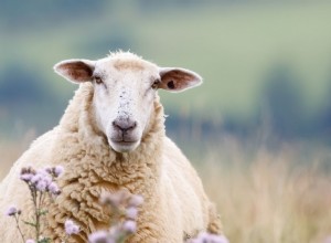 羊についての夢–60の種類と意味 