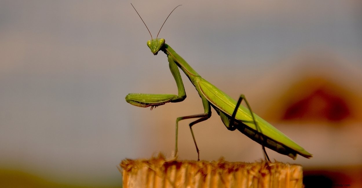 Praying Mantis in Dream – Δείτε αυτά τα 48 σενάρια 