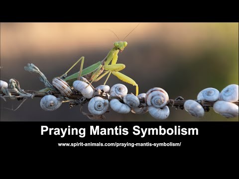 Praying Mantis in Dream - Confira estes 48 cenários 