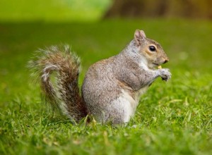 Soñar con ardillas no siempre implica alegría y diversión. Esto es lo que realmente significa 