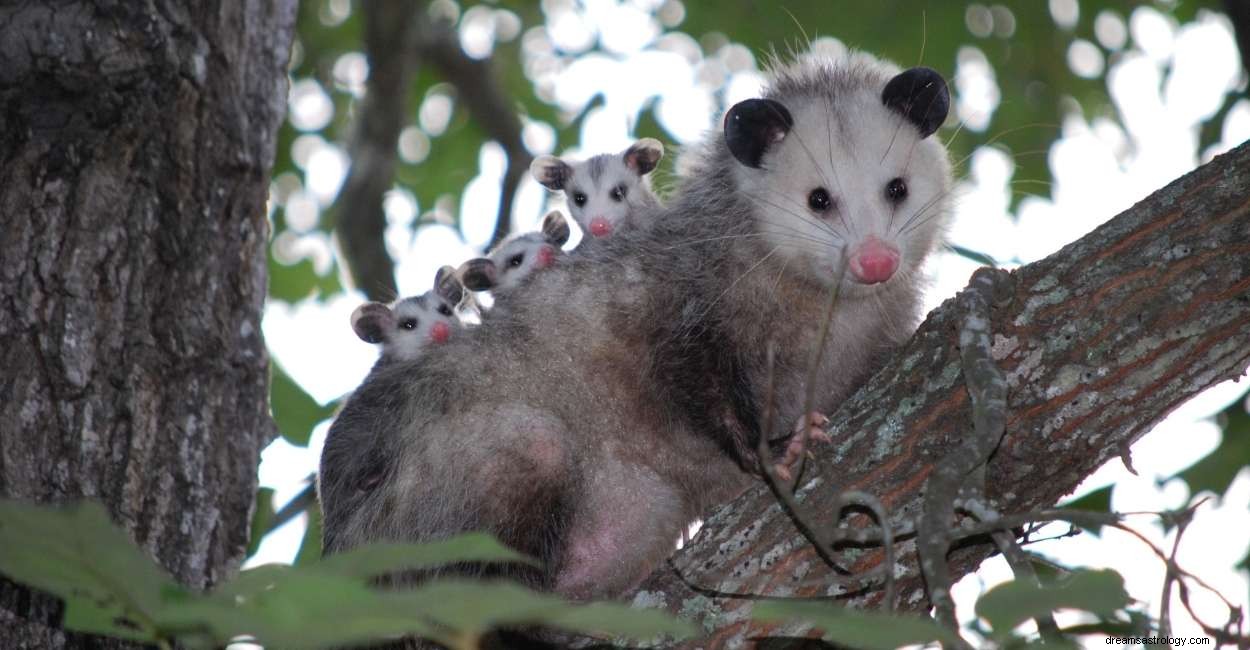 Dream of Possum – 62 Plots and Inferences 
