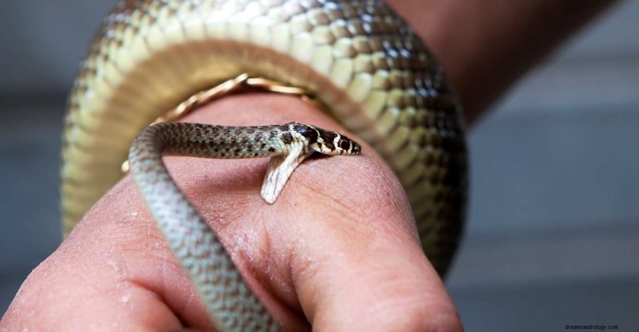 Ti sei svegliato con un sogno di morso di serpente? Ecco cosa significa 