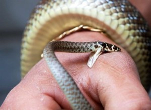 Você acordou com um sonho de mordida de cobra? Aqui está o que significa 