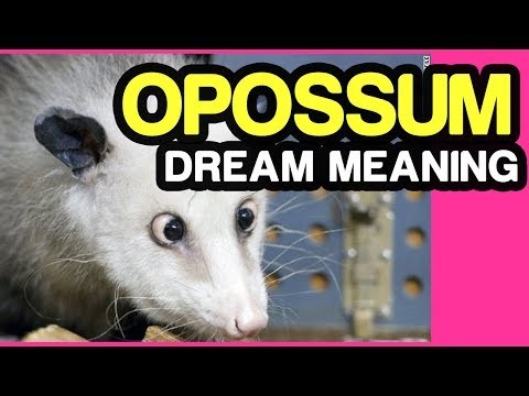 Dream of Possum – 62 tramas e inferencias 