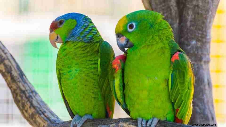 33 rodzaje snów o papugach i ich znaczenie 