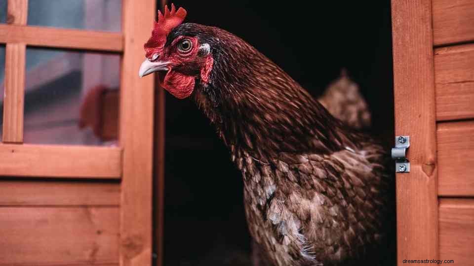 Rêve de poulet :50 types et sa signification 