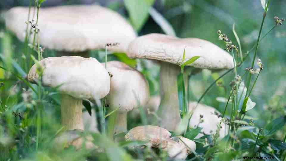 Drømmer du om svampe? Her er 87 fortolkninger 