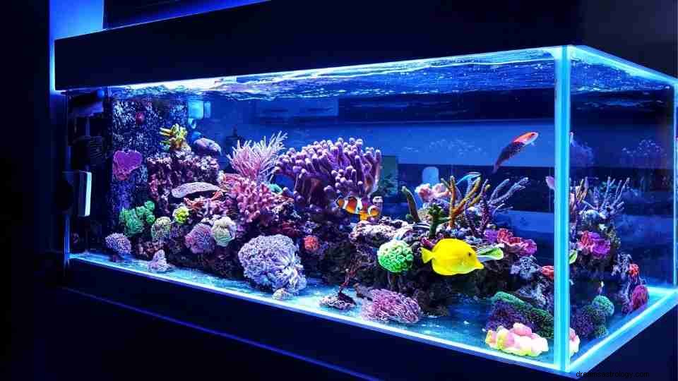 Ti sei svegliato con un sogno di acquario? Scopri cosa significa 