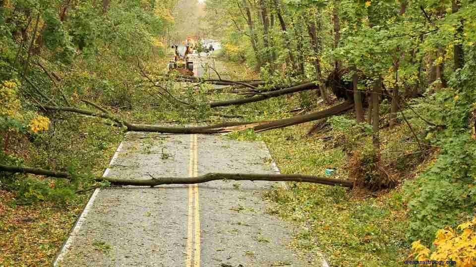 Soñar con Árbol Caído:20 Tipos de Escenarios y sus Significados 