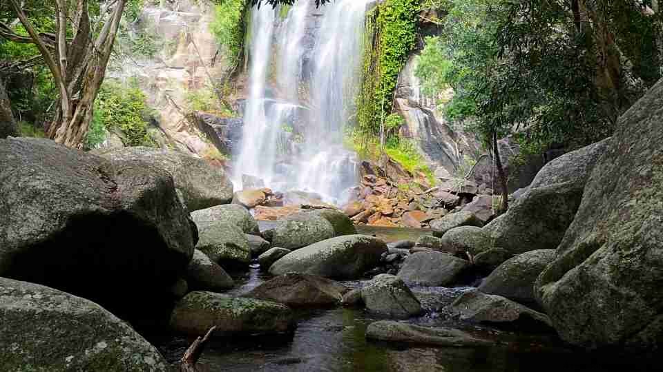 Traum vom Wasserfall:78 Arten und ihre Bedeutung 