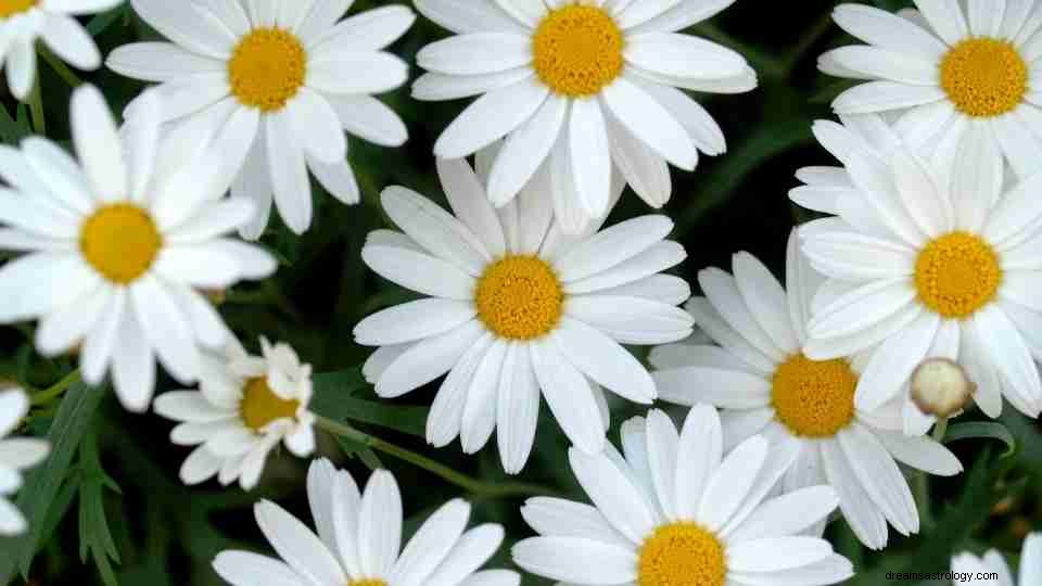 花についての夢–61の例とその象徴的な意味のガイド 