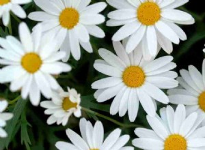 Drömmar om blommor – en guide med 61 exempel och deras symboliska betydelser 